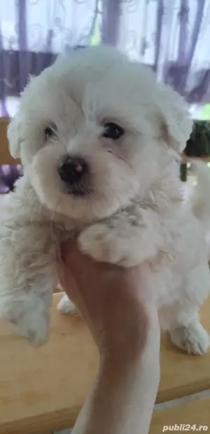 bichoni 6 saptamani - imagine 4