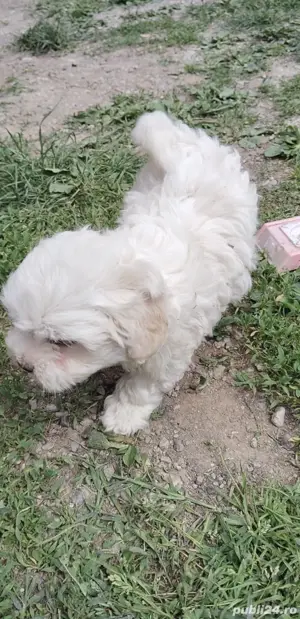 bichoni 6 saptamani - imagine 5