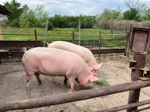 Vând 2 scroafe aproximativ 170kg - imagine 3 Vând 2 scroafe aproximativ 170kg - imagine 3