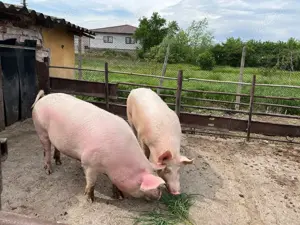 Vând 2 scroafe aproximativ 170kg