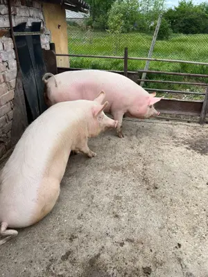 Vând 2 scroafe aproximativ 170kg - imagine 2 Vând 2 scroafe aproximativ 170kg - imagine 2