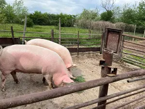 Vând 2 scroafe aproximativ 170kg - imagine 4 Vând 2 scroafe aproximativ 170kg - imagine 4