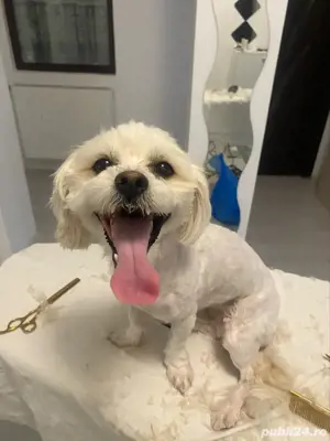 Tuns caini si pisici la domiciliu - imagine 2 Tuns caini si pisici la domiciliu - imagine 2