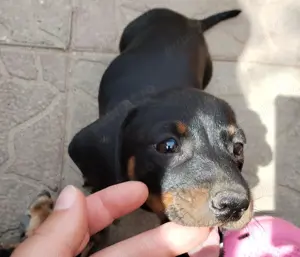 Femela si mascul teckel tekel techel 