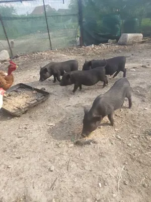 vând purcei vietnamezi