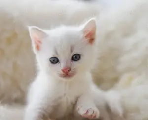 Pisicut alb angora turceasca 