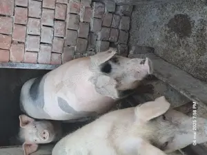 Vând porcii  - imagine 2