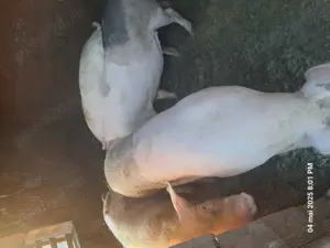 Vând porcii  - imagine 4