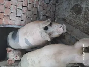 Vând porcii  - imagine 3