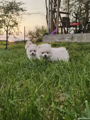 Disponibili pui de pomeranian