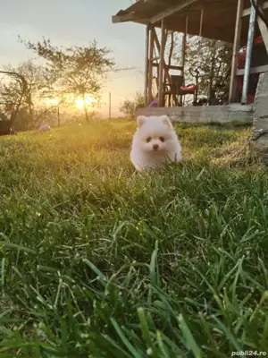 Disponibili pui de pomeranian  - imagine 2 Disponibili pui de pomeranian  - imagine 2