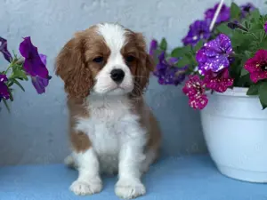 Cavalier King Charles Spaniel cu teste genetice din parinti campioni - imagine 2