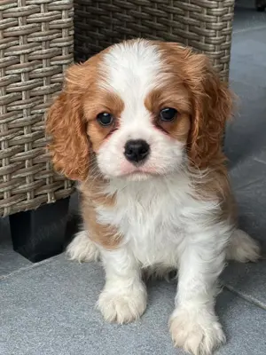 Cavalier King Charles Spaniel cu teste genetice din parinti campioni - imagine 3
