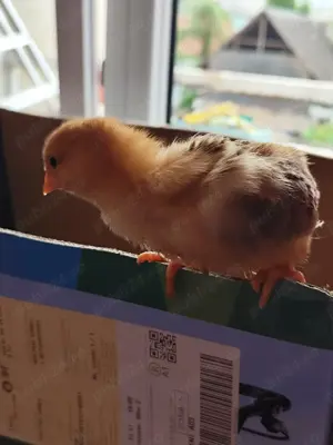 Vând pui de găină  - imagine 2