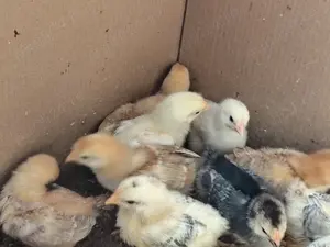 Vând pui de găină  - imagine 3