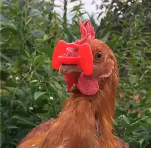 Ochelari păsări fazani găini 1000 bucăți  - imagine 2