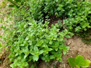 Oregano răsaduri 