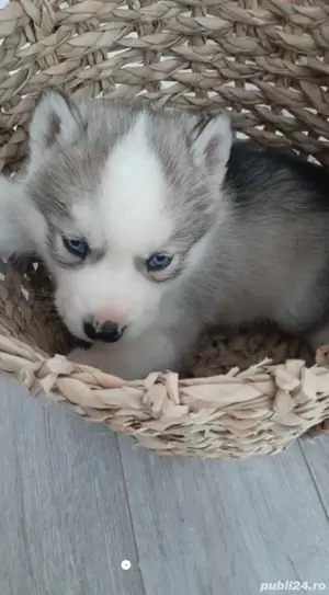 Catelus Husky Siberian - imagine 4 Catelus Husky Siberian - imagine 4