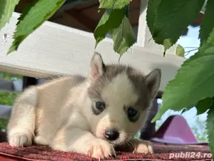 Catelus Husky Siberian