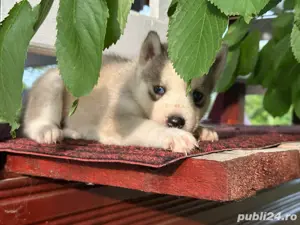 Catelus Husky Siberian - imagine 2 Catelus Husky Siberian - imagine 2