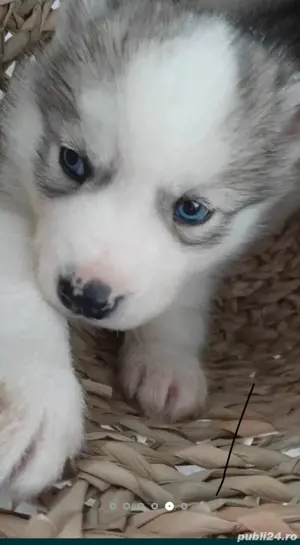 Catelus Husky Siberian - imagine 3 Catelus Husky Siberian - imagine 3