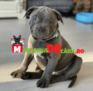 Cumpără legal catei Amstaff Blue cu Factura, carnet, vaccin,microcip-livrare personala la Bucuresti - imagine 4
