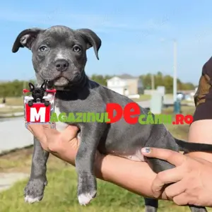 Cumpără legal catei Amstaff Blue cu Factura, carnet, vaccin,microcip-livrare personala la Bucuresti - imagine 5