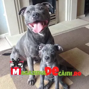 Cumpără legal catei Amstaff Blue cu Factura, carnet, vaccin,microcip-livrare personala la Bucuresti - imagine 6