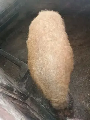 Mangalița de vânzare  - imagine 2 Mangalița de vânzare  - imagine 2