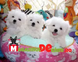 Bichon Maltez Alb Talie Mica cu Factura,carnet,microcip,pasaport, inregistrare- livrare la Bucuresti - imagine 6