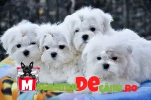 Bichon Maltez Alb Talie Mica cu Factura,carnet,microcip,pasaport, inregistrare- livrare la Bucuresti - imagine 5