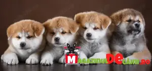 HRANA GRATUITA-Rezerva acum un Akita Inu cu Factura,Carnet,Microcip,Inregistrare-Livrare la Pitesti - imagine 2
