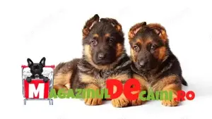 Ciobanesc German de Vanzare-German Shepherd- carnet,vaccin,microcip,pasaport-livrare la Bucuresti - imagine 2