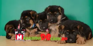 Ciobanesc German de Vanzare-German Shepherd- carnet,vaccin,microcip,pasaport-livrare la Bucuresti