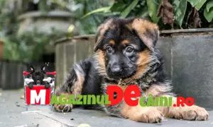 Cumpara legal catei Ciobanesc German cu Factura,Carnet,Microcip,Inregistrare-Livrare la Pitesti