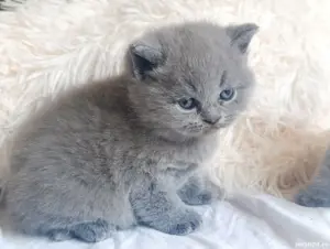 pui băiețel BRITISH  * de la crescator ORADEA  - imagine 2