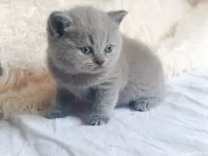 pui băiețel BRITISH  * de la crescator ORADEA  - imagine 3