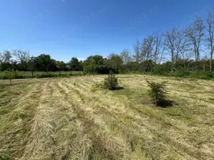 Teren intre case la 50 km de Bucuresti. Deschidere 22 m la strada asfaltata. 1422 MP 13.000 EUR - imagine 6