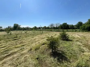 Teren intre case la 50 km de Bucuresti. Deschidere 22 m la strada asfaltata. 1422 MP 13.000 EUR - imagine 9