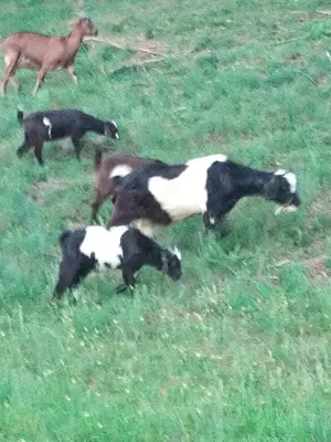 Schimb oi și capre cu remorcă de 750kg - imagine 2