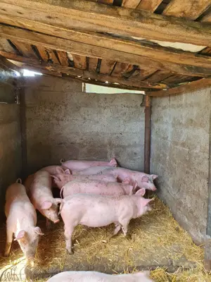 Vând purcei  - imagine 2