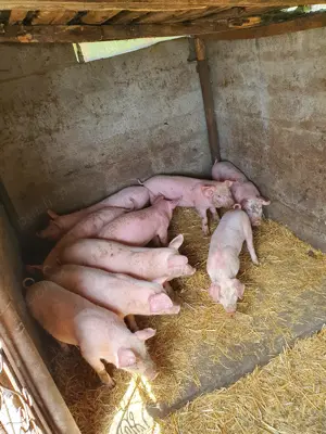 Vând purcei  - imagine 3