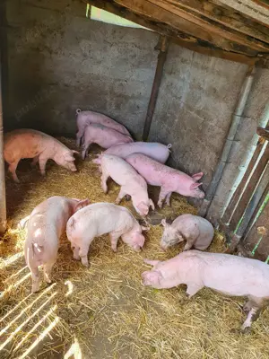 Vând purcei  - imagine 4