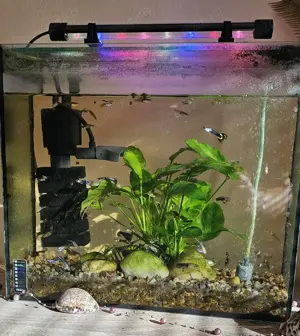 De vânzare pești Guppy 