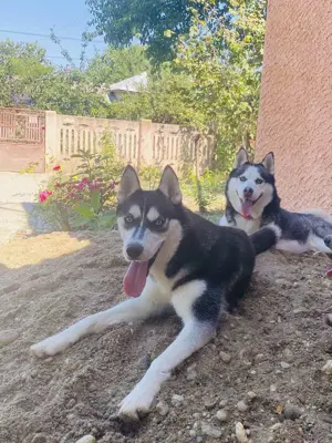 Pui Husky Siberian   băiat & fată   2 luni - imagine 6