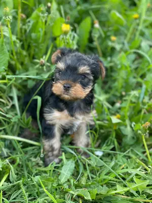 Cătelusi yorkshire terrier