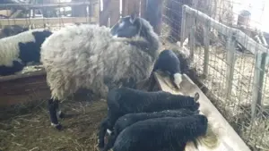 Vand oi Romanov si Capre Saanen - imagine 2 Vand oi Romanov si Capre Saanen - imagine 2