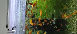 Vind Pești Exotici & Acvariu 35L