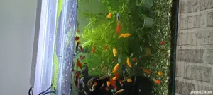 Vind Pești Exotici & Acvariu 35L - imagine 2 Vind Pești Exotici & Acvariu 35L - imagine 2