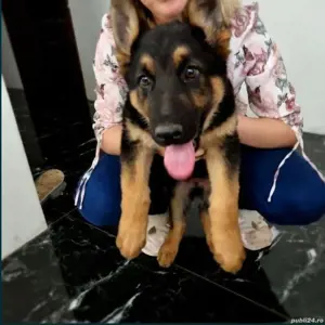 Cățeluși ciobănesc german